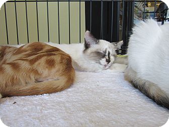 Himalayan Kitten for Sale in Easley, South Carolina - Chloe & Lola Himalayan Kitten for Sale in Easley, South Carolina - Chloe & Lola