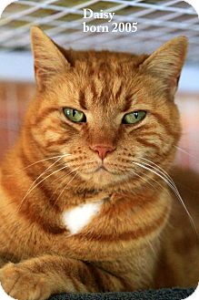 Domestic Shorthair Cat for Sale in Gaithersburg, Maryland - Daisy Duke Domestic Shorthair Cat for Sale in Gaithersburg, Maryland - Daisy Duke