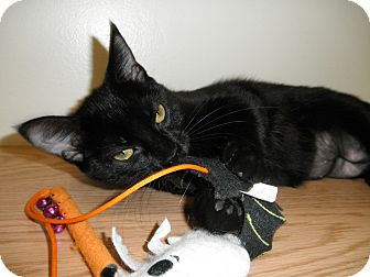 Domestic Shorthair Kitten for Sale in Milwaukee, Wisconsin - Damsel Domestic Shorthair Kitten for Sale in Milwaukee, Wisconsin - Damsel