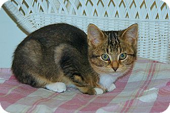 American Shorthair Kitten for Sale in Victor, New York - Misty American Shorthair Kitten for Sale in Victor, New York - Misty