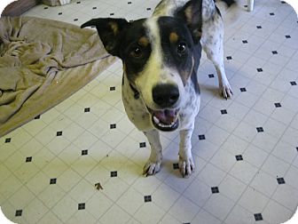 Pointer Mix Dog for Sale in Pelham, New York - Peter Pointer Mix Dog for Sale in Pelham, New York - Peter