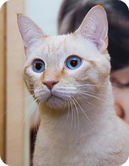 Siamese Cat for Sale in Irvine, California - Eli Siamese Cat for Sale in Irvine, California - Eli