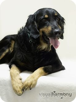 Gordon Setter Dog for Sale in Phoenix, Arizona - Duke Gordon Setter Dog for Sale in Phoenix, Arizona - Duke