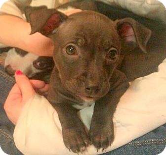 Terrier (Unknown Type, Medium) Mix Puppy for Sale in Troy, Michigan - Izzy Terrier (Unknown Type, Medium) Mix Puppy for Sale in Troy, Michigan - Izzy