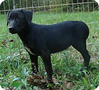 Labrador Retriever Mix Puppy for Sale in Brattleboro, Vermont - Monday ($275 fee) Labrador Retriever Mix Puppy for Sale in Brattleboro, Vermont - Monday ($275 fee)