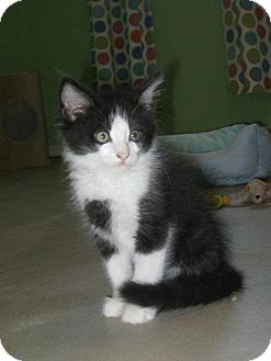 Domestic Longhair Kitten for Sale in Edmond, Oklahoma - Louie Domestic Longhair Kitten for Sale in Edmond, Oklahoma - Louie