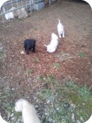 Labrador Retriever Mix Puppy for Sale in Marlton, New Jersey - Puppies are Coming! 1/16/13 Labrador Retriever Mix Puppy for Sale in Marlton, New Jersey - Puppies are Coming! 1/16/13
