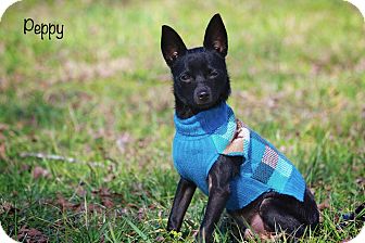 Chihuahua Mix Dog for Sale in Wilmington, Delaware - Peppy Chihuahua Mix Dog for Sale in Wilmington, Delaware - Peppy