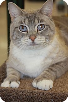 Siamese Cat for Sale in Phoenix, Arizona - Frankie the Polydactyl Siamese Cat for Sale in Phoenix, Arizona - Frankie the Polydactyl