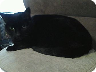 Domestic Shorthair Cat for Sale in Troy, Michigan - Brewster Domestic Shorthair Cat for Sale in Troy, Michigan - Brewster
