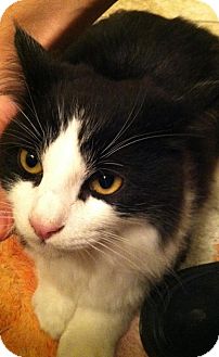 Domestic Mediumhair Kitten for Sale in Brea, California - Moo Moo Domestic Mediumhair Kitten for Sale in Brea, California - Moo Moo