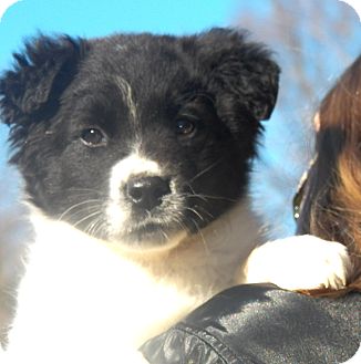 Border Collie Mix Puppy for Sale in Sussex, New Jersey - Yankee Border Collie Mix Puppy for Sale in Sussex, New Jersey - Yankee