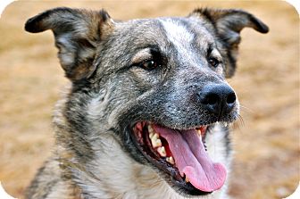 Australian Cattle Dog/Border Collie Mix Dog for Sale in Meridian, Idaho - Durango Australian Cattle Dog/Border Collie Mix Dog for Sale in Meridian, Idaho - Durango