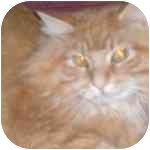 Domestic Longhair Cat for Sale in Lombard, Illinois - Robbie Domestic Longhair Cat for Sale in Lombard, Illinois - Robbie