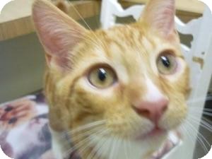 Domestic Shorthair Kitten for Sale in Milwaukee, Wisconsin - Elm Domestic Shorthair Kitten for Sale in Milwaukee, Wisconsin - Elm