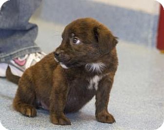 Chow Chow/Labrador Retriever Mix Puppy for Sale in Gainesville, Florida - Prissy Chow Chow/Labrador Retriever Mix Puppy for Sale in Gainesville, Florida - Prissy