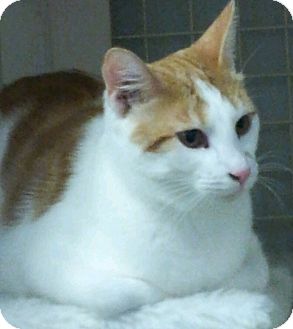 Domestic Shorthair Kitten for Sale in Mesa, Arizona - Bishop Domestic Shorthair Kitten for Sale in Mesa, Arizona - Bishop