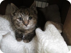 Domestic Shorthair Kitten for Sale in Oceanside, New York - Cindy Domestic Shorthair Kitten for Sale in Oceanside, New York - Cindy