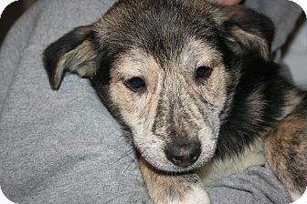 Shepherd (Unknown Type) Mix Puppy for Sale in Morgantown, West Virginia - Jack Shepherd (Unknown Type) Mix Puppy for Sale in Morgantown, West Virginia - Jack
