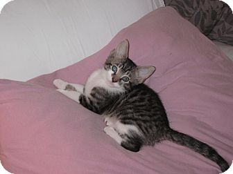 Domestic Shorthair Kitten for Sale in Speonk, New York - Irina Domestic Shorthair Kitten for Sale in Speonk, New York - Irina