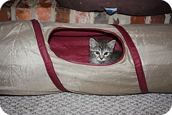 Domestic Shorthair Cat for Sale in Apex, North Carolina - Tippy Domestic Shorthair Cat for Sale in Apex, North Carolina - Tippy