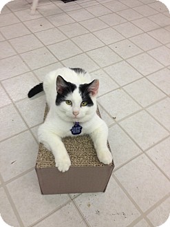 Domestic Shorthair Cat for Sale in Aiken, South Carolina - Si Domestic Shorthair Cat for Sale in Aiken, South Carolina - Si