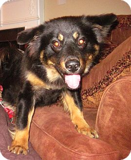 Labrador Retriever/Chow Chow Mix Dog for Sale in Homewood, Alabama - Dixie Labrador Retriever/Chow Chow Mix Dog for Sale in Homewood, Alabama - Dixie