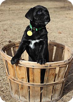 Labrador Retriever/Newfoundland Mix Puppy for Sale in Westminster, Colorado - Oona Labrador Retriever/Newfoundland Mix Puppy for Sale in Westminster, Colorado - Oona