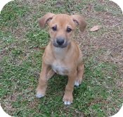Shepherd (Unknown Type)/Boxer Mix Puppy for Sale in Hagerstown, Maryland - Rosey Roo Shepherd (Unknown Type)/Boxer Mix Puppy for Sale in Hagerstown, Maryland - Rosey Roo