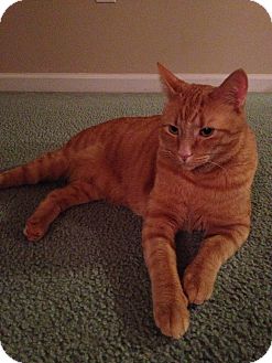 Domestic Shorthair Cat for Sale in Braselton, Georgia - *Pig Domestic Shorthair Cat for Sale in Braselton, Georgia - *Pig