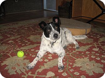 Australian Cattle Dog Mix Dog for Sale in Gilbert, Arizona - Claire - Adoption Pending Australian Cattle Dog Mix Dog for Sale in Gilbert, Arizona - Claire - Adoption Pending