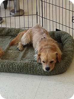 Cairn Terrier/Dachshund Mix Dog for Sale in Brea, California - Max Cairn Terrier/Dachshund Mix Dog for Sale in Brea, California - Max