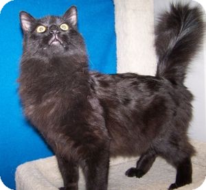 Domestic Longhair Cat for Sale in Colorado Springs, Colorado - Santana Domestic Longhair Cat for Sale in Colorado Springs, Colorado - Santana