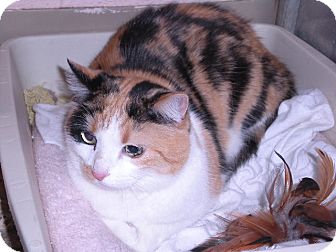 Calico Cat for Sale in New Castle, Pennsylvania - Calico Cat for Sale in New Castle, Pennsylvania -