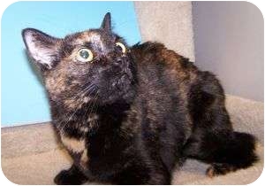 Domestic Shorthair Cat for Sale in Colorado Springs, Colorado - Tortelini Domestic Shorthair Cat for Sale in Colorado Springs, Colorado - Tortelini