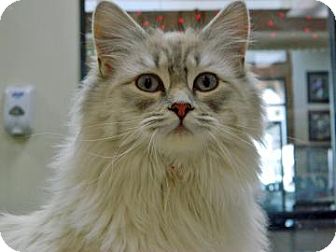 Siamese Cat for Sale in Cheyenne, Wyoming - Ninja Siamese Cat for Sale in Cheyenne, Wyoming - Ninja