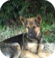 German Shepherd Dog Mix Dog for Sale in Manchester, Connecticut - ROCKY ADOPTION PENDING German Shepherd Dog Mix Dog for Sale in Manchester, Connecticut - ROCKY ADOPTION PENDING