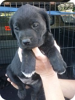Labrador Retriever Mix Puppy for Sale in Oldsmar, Florida - Zandra Labrador Retriever Mix Puppy for Sale in Oldsmar, Florida - Zandra