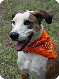 Catahoula Leopard Dog/Golden Retriever Mix Dog for Sale in Greensboro, Georgia - Archie- Adoption pending! Catahoula Leopard Dog/Golden Retriever Mix Dog for Sale in Greensboro, Georgia - Archie- Adoption pending!