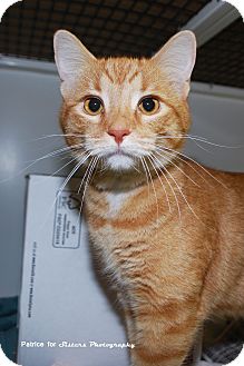 Domestic Shorthair Cat for Sale in Lincoln, Nebraska - Mad Max Domestic Shorthair Cat for Sale in Lincoln, Nebraska - Mad Max