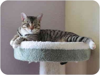 Domestic Shorthair Cat for Sale in Austin, Texas - Cooper Domestic Shorthair Cat for Sale in Austin, Texas - Cooper