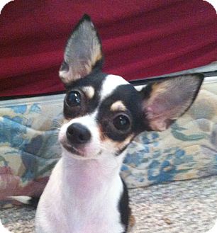 Rat Terrier/Chihuahua Mix Dog for Sale in Studio City, California - Lillie (4 lbs) Rat Terrier/Chihuahua Mix Dog for Sale in Studio City, California - Lillie (4 lbs)