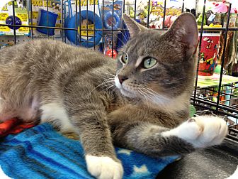 Domestic Shorthair Cat for Sale in East Hanover, New Jersey - Nikki Domestic Shorthair Cat for Sale in East Hanover, New Jersey - Nikki
