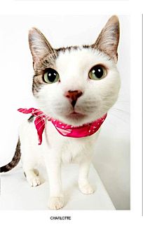 Domestic Shorthair Cat for Sale in New York, New York - Charlotte Domestic Shorthair Cat for Sale in New York, New York - Charlotte