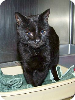 Domestic Shorthair Cat for Sale in Dover, Ohio - Oscar Domestic Shorthair Cat for Sale in Dover, Ohio - Oscar