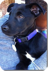 Labrador Retriever Mix Puppy for Sale in Manchester, Connecticut - Kohle ADOPTION PENDING Labrador Retriever Mix Puppy for Sale in Manchester, Connecticut - Kohle ADOPTION PENDING