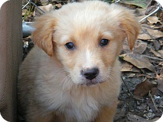 Border Collie Mix Puppy for Sale in Anywhere, Connecticut - Brie Border Collie Mix Puppy for Sale in Anywhere, Connecticut - Brie