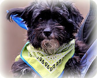 Yorkie, Yorkshire Terrier/Poodle (Miniature) Mix Dog for Sale in Sparta, New Jersey - Marley-Yorkipoo Yorkie, Yorkshire Terrier/Poodle (Miniature) Mix Dog for Sale in Sparta, New Jersey - Marley-Yorkipoo