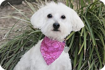 Maltese Dog for Sale in North Palm Beach, Florida - Cindy Maltese Dog for Sale in North Palm Beach, Florida - Cindy
