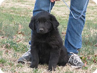 Newfoundland/Labrador Retriever Mix Puppy for Sale in Glastonbury, Connecticut - Trigger~adopted~ Newfoundland/Labrador Retriever Mix Puppy for Sale in Glastonbury, Connecticut - Trigger~adopted~